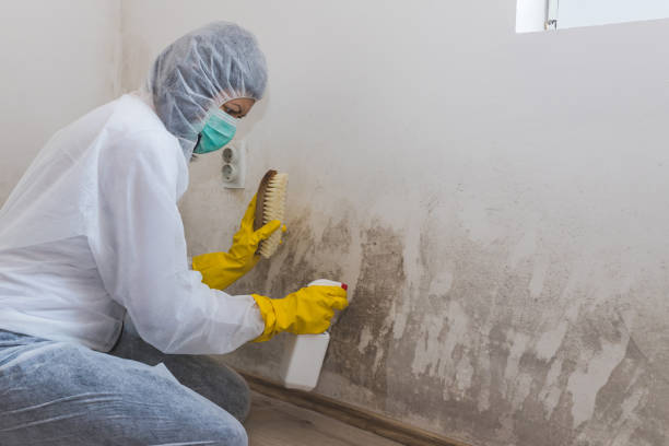 Best Attic Mold Remediation in Leonville, LA