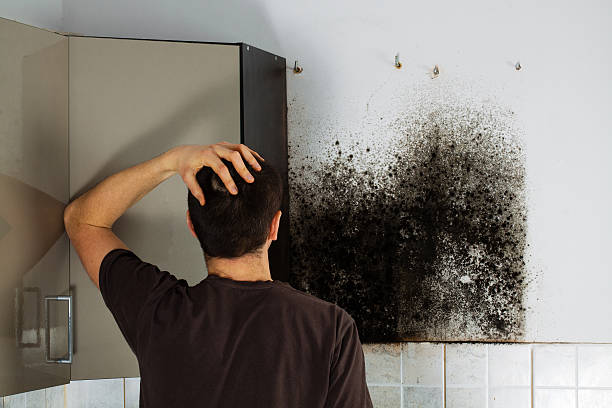 Best Residential Mold Remediation in Leonville, LA